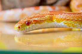 A happy, healthy corn snake has clear eyes (besides while shedding,) clean nose and mouth, a full, rounded body, is active. Albino Corn Snakes A Guide With Pictures And Facts Embora Pets