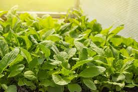 Growing radishes indoors in hydroponics!please enjoy, don't forget to like share and. 660 Young Radish Plants Photos Free Royalty Free Stock Photos From Dreamstime