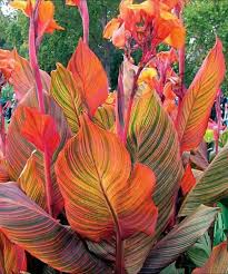 Propagation Bird Of Paradise Rhizome 1 Canna Durban Phasion Tropicanna Variegated Foliage Small Etsy Tropical Landscaping Canna Bulbs Plants