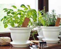 Is there a subreddit for real small kitchen gardens? How To Grow A Thriving Kitchen Herb Garden Epicurious