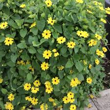 Image result for Thunbergia annua