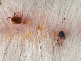 The best way to prevent brown dog ticks is awareness of dog surroundings and dog prevention medications. New Tick Control Crisis Scientists Find Lyme Disease Spirochetes In Tick Feces