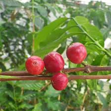 The most common fruit coffee tree material is porcelain & ceramic. Coffee Tree Species Encyclopedia Aquarium La Rochelle