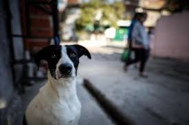 Maybe you would like to learn more about one of these? Como Saber Que Ha Llegado El Momento De Aplicar La Eutanasia A Tu Perro O Gato