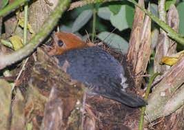 Warna yang tak lazim untuk ukuran telur. Mengenal Lebih Dekat Dengan Burung Kutilang