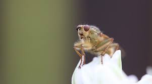 However, fruit flies can damage harvested produce because they can carry and spread organisms that cause rot. Regulation Of Cytoplasmic Rna Stability Lessons From Drosophilia Fruit Fly Advanced Science News