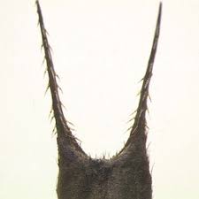 ãã¢ã¡ãªã«ã»ã³ãã³ã°ãµã®ç¨®ãã®ç»åæ¤ç´¢çµæ