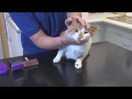 Dandruff is not just an aesthetic issue with cats—cat dandruff can be symptomatic of a bigger health concern, and your cat's scratching can. How To Treat Cat Dandruff Youtube