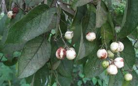 Image result for Ehretia