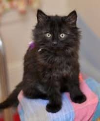 Adopt Purple Adopted On Petfinder Pets Black Cat Cats