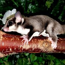 Black Beauty Sugar Gliders Sugar Glider Mastery The Pet Glider