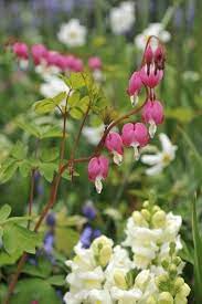 Shade Tolerant Flowers Flowers To Grow In Shade