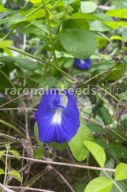 Image result for Clitoria