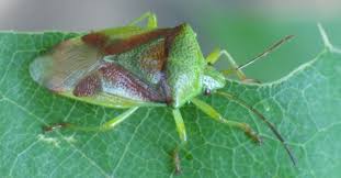 When the online coloring page has loaded, select a color and start clicking on the picture to color it in. 6 Bugs That Look Like Stink Bugs Common Look Alikes