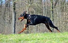 But, have you ever wondered just how fast dogs can run? Can Dobermans Run Long Distances Doggie Sport