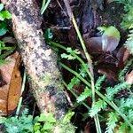 Image result for Asplenium rutifolium