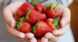 In this post, i'll share how … my youngest is a huge strawberry fan, so while they're in season we keep a big bowl in the fridge for fresh eating. How To Keep Strawberries Fresh Longer With This One Simple Trick