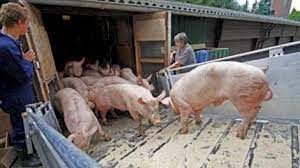 Producten en diensten in de slachterij. Gosschalk Verhoogt Berenkorting Naar 4 50 Euro Pigbusiness Nl Nieuws Voor Varkenshouders
