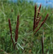 Image result for Eulalia polyneura