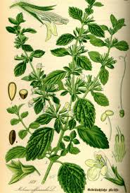 It's a great plant to add to herbal steams to clear up congestion and relaxing. Lemon Balm Identification Edibility Distribution Ecology Galloway Wild Foods