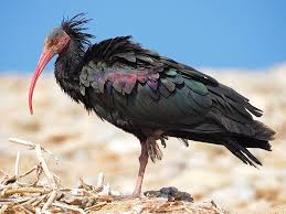 Colorful Bird With Big Feathers Eremita 2 Beautiful Birds Pretty Birds Colorful Birds