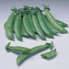 Image result for Pisum sativum