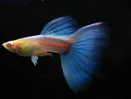 Eindelijk Guppies Albino Gup Het Nederlandstalig Aquaforum Seni
