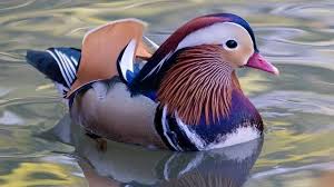 Mandarin duck is a close relative of north american wood duck. Why Social Media Is Obsessed With This Rock Star Duck Bbc News