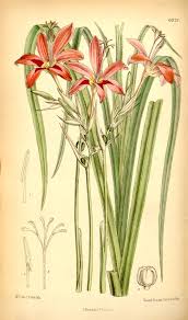 Image result for Freesia grandiflora