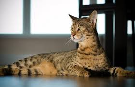 We did not find results for: 10 Ways A Savannah Cat Can Make You Healthier