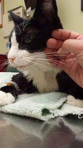 The Problems With Pepcid And Other Antacids Cat Illnesses Cat Care Cats