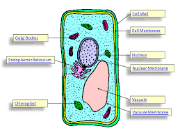 Parts Of A Plant Cell Plant Cell Plant Cell Parts Plant Cell Diagram