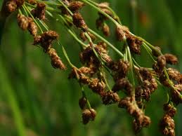 Image result for Schoenoplectus erectus