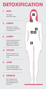Detoxification Six Main Detox Organs Skin Lungs Lymph Colon Liver And Kidneys And Their Functions Healthy Detox Cleanse Health Detox Healthy Detox