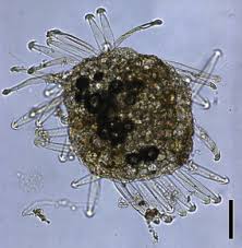 Image result for Salviniaceae