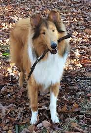 Pin On The Perfect Dog