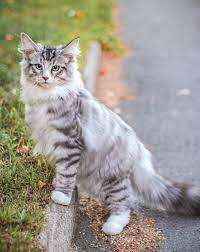 40 Absolutely Cutest Cat Pictures To Warm Your Heart Sooant White Cat Breeds Fluffy Cat Breeds Kittens Cutest