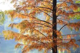 What Is A Dawn Redwood Tree Detailed Facts Home Stratosphere