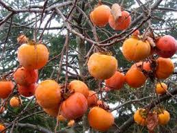 Kaki Plaqueminier Arbre Fruitier Jardin Fruitier Jardins