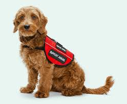 Support Dog Insurance Petguard