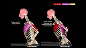 pull ups dips with muscular analysis