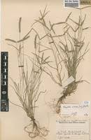Image result for Dactyloctenium geminatum