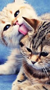 Your desktop & mobile backgrounds. 48 Cats Iphone Wallpapers Wallpaperboat