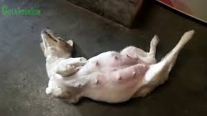 Kehamilan akan terjadi dengan diawali proses pembuahan sel telur oleh sel jantan melalui. Anjing Kampung Lagi Hamil Tua Rori Namanya Youtube