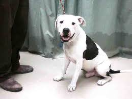Black And White Pit Bull Terrier Pin On American Pit Bull Terrier