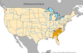 Image result for Agelanthus sp. aff. A. brunneus