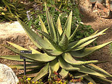 Image result for Aloe aculeata × excelsa