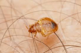 Apest control have decades of experience in identifying and treating bed bugs in a range of settings. What Do Bed Bugs Look Like Bed Bug Identification Prevention