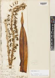 Image result for Drimia elata