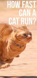 Domestic cats have been clocked at 30 miles per hour over short distances. How Fast Can A Cat Run At Full Speed And On Average Cat Run Funny Cat Gifts Cat Facts
